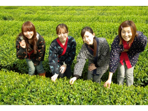 【安城・東岡崎発】朝の連続ドラマで話題の小泉八雲ゆかりの地&静岡・新茶摘み体験&焼津で握り寿司食べ放題2